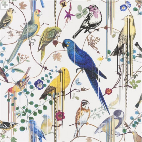 Birds Sinfonia Perce Niege Birds Sinfonia Perce Niege